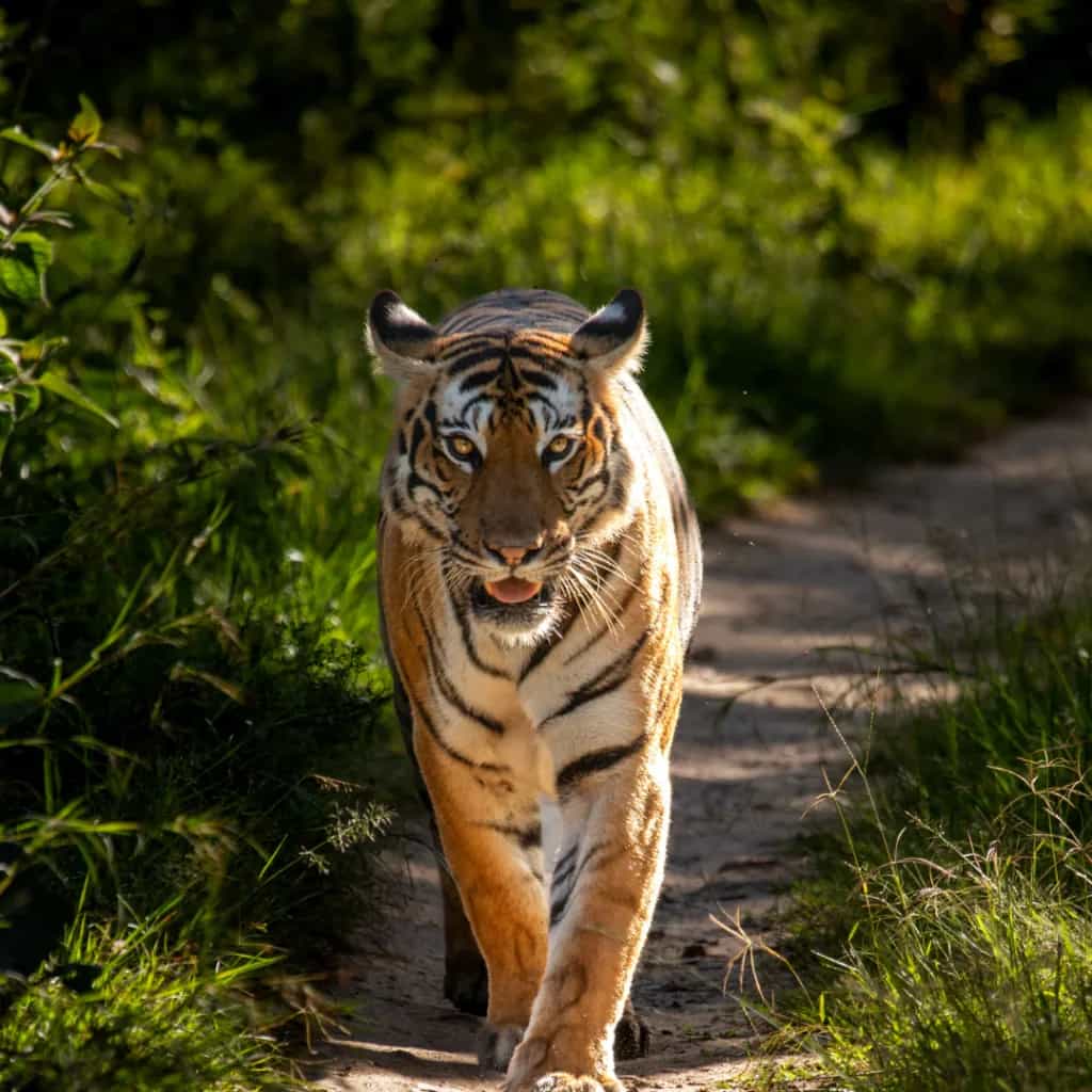 A wild tiger crossing a forest track at dawn