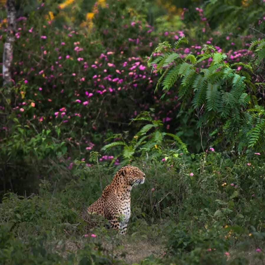 Bandipur Tiger Reserve photo 3