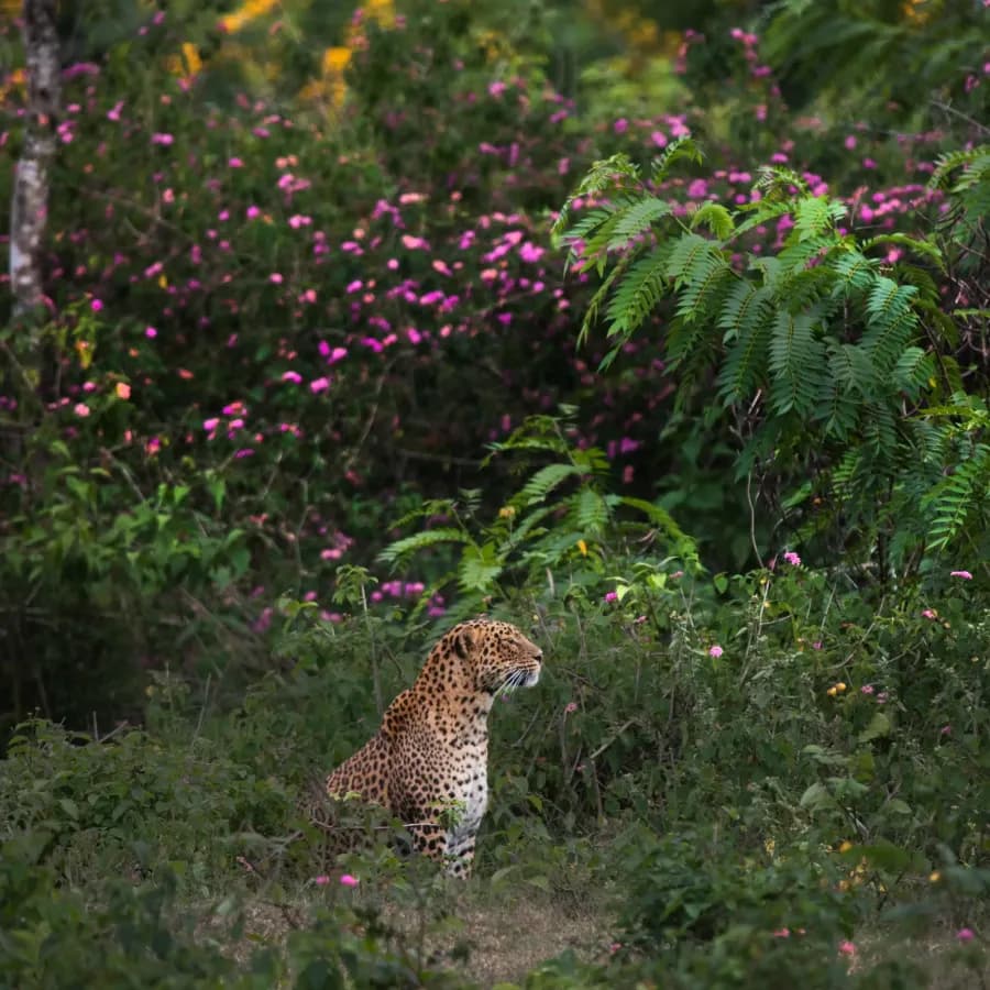 Leopard sitting in flowering lantana scrub, Bandipur