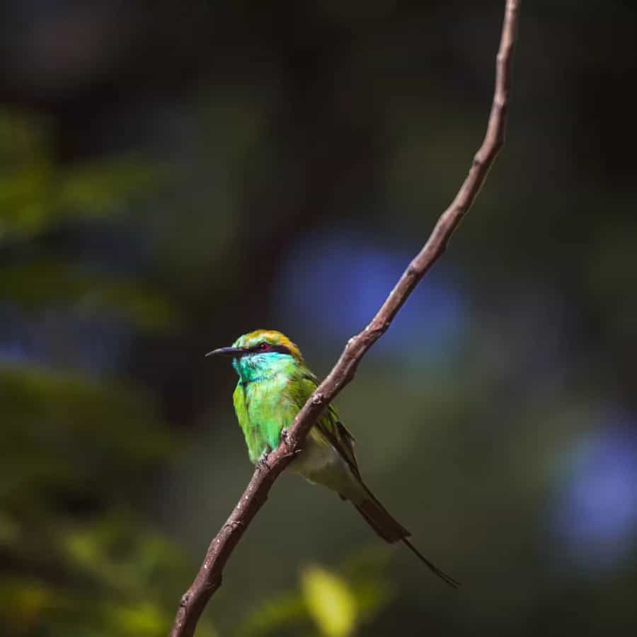Bandipur Tiger Reserve photo 2