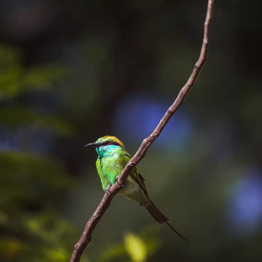 Green bee-eater perched on a twig, Bandipur