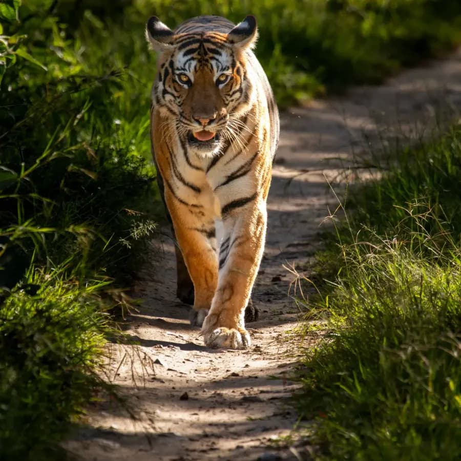 Bengal tiger walking a forest track in Bandipur, Karnataka