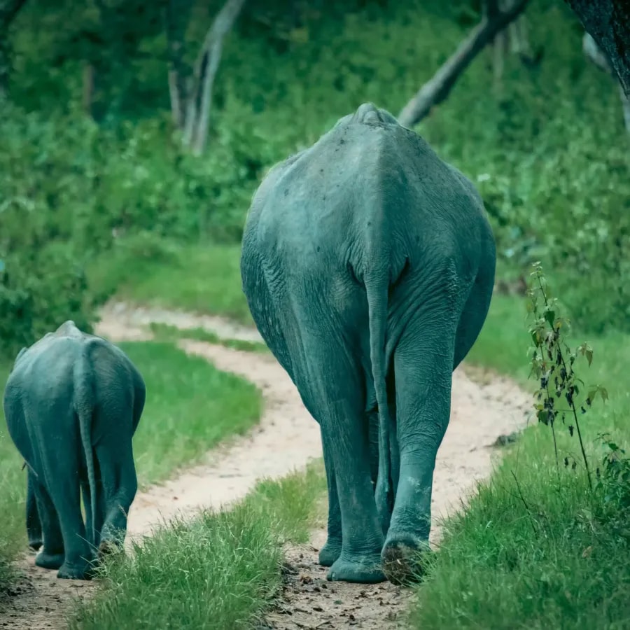 Elephant and calf on a Bandipur safari track