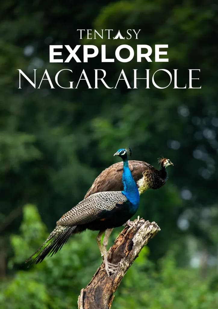 Tentasy Explore Nagarahole brochure cover with elephants and a tiger
