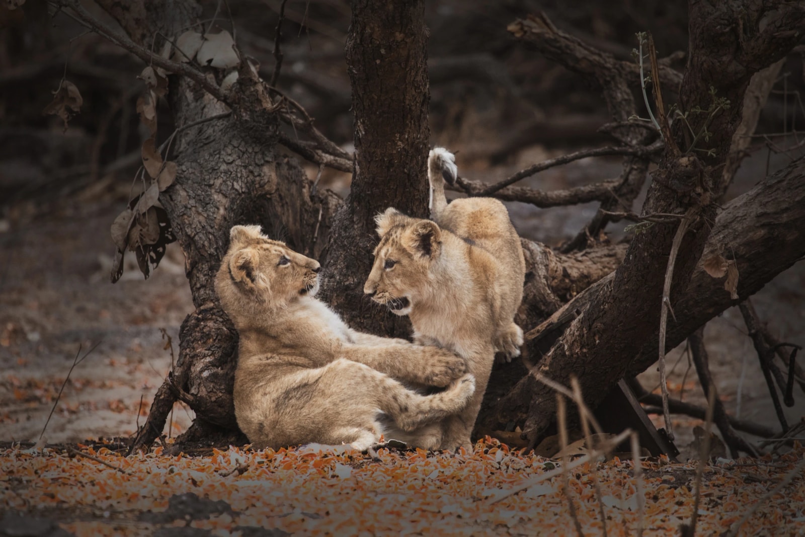 Two Asiatic lion cubs playing beside a tree in Gir