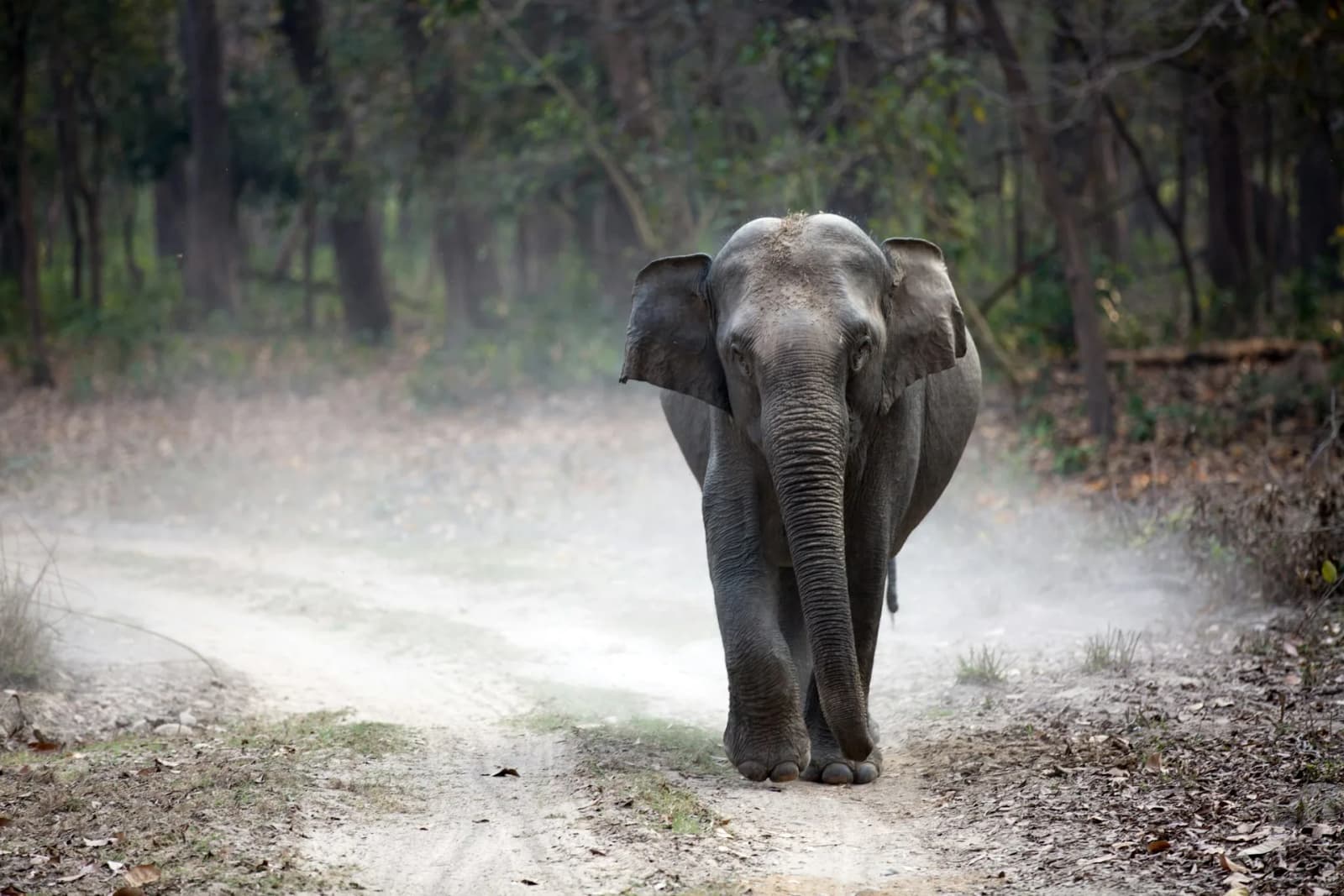 Elephant walking along a dusty forest track in an Indian wildlife reserve