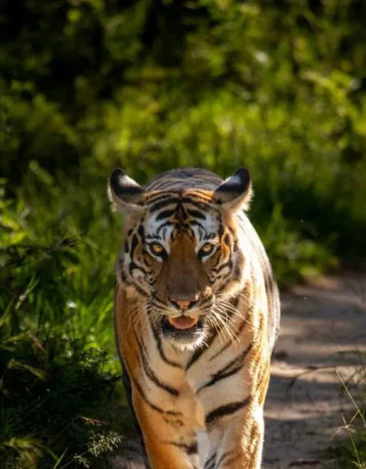 Wildlife Photography
