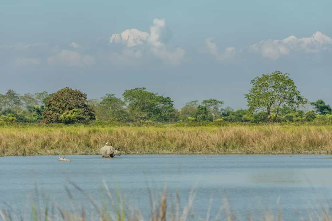 One-horned rhino beside a river in Kaziranga, Assam
