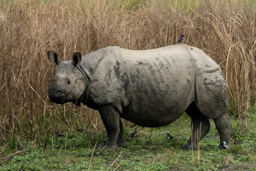 One-Horned Rhino, Kaziranga