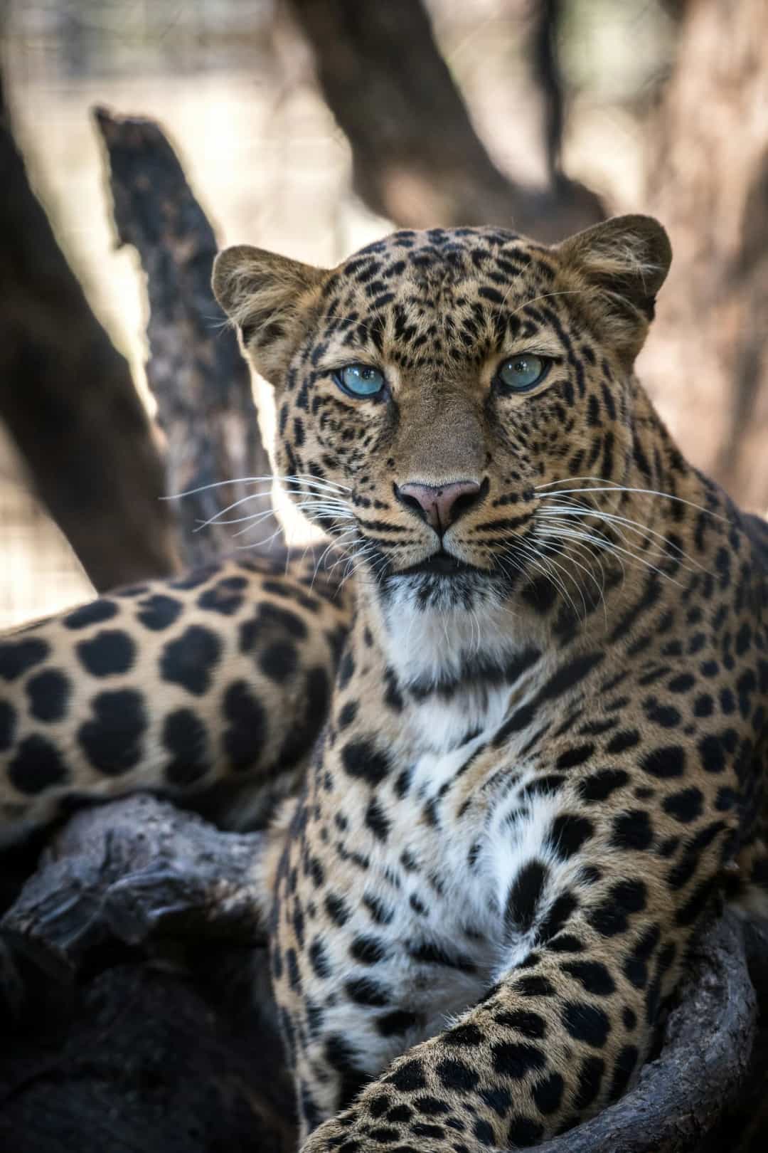 Leopard resting on a tree in a North India wildlife reserve