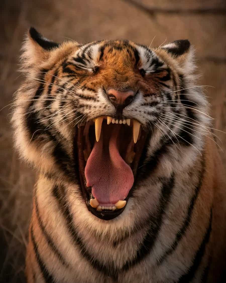 Ranthambore Tiger Reserve: tiger roaring in Ranthambore, Rajasthan