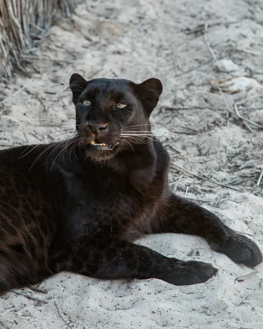 Kabini