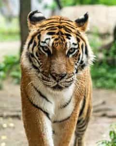 Luxury Wildlife Safaris