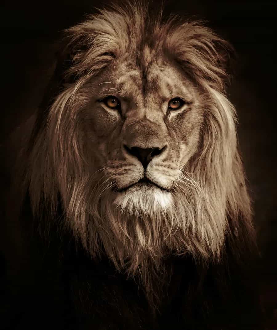 Gir National Park