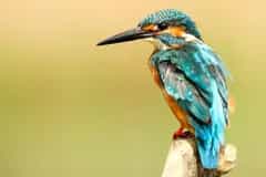 Coorg