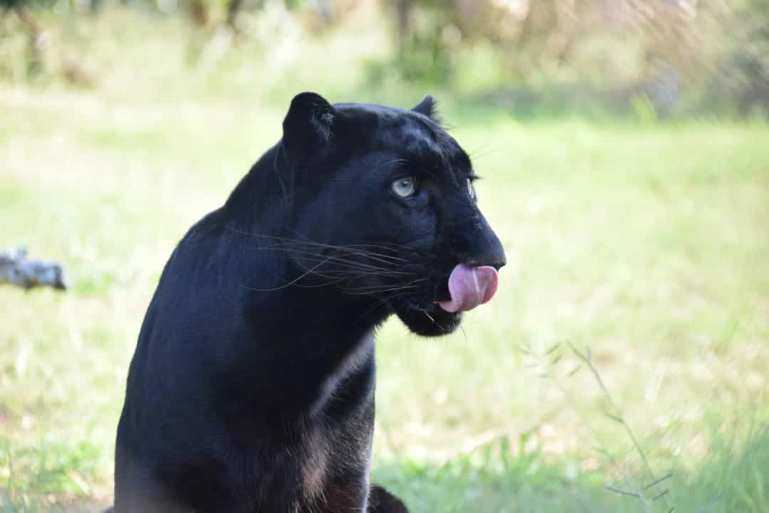 Kabini forest and river in South India, black panther territory
