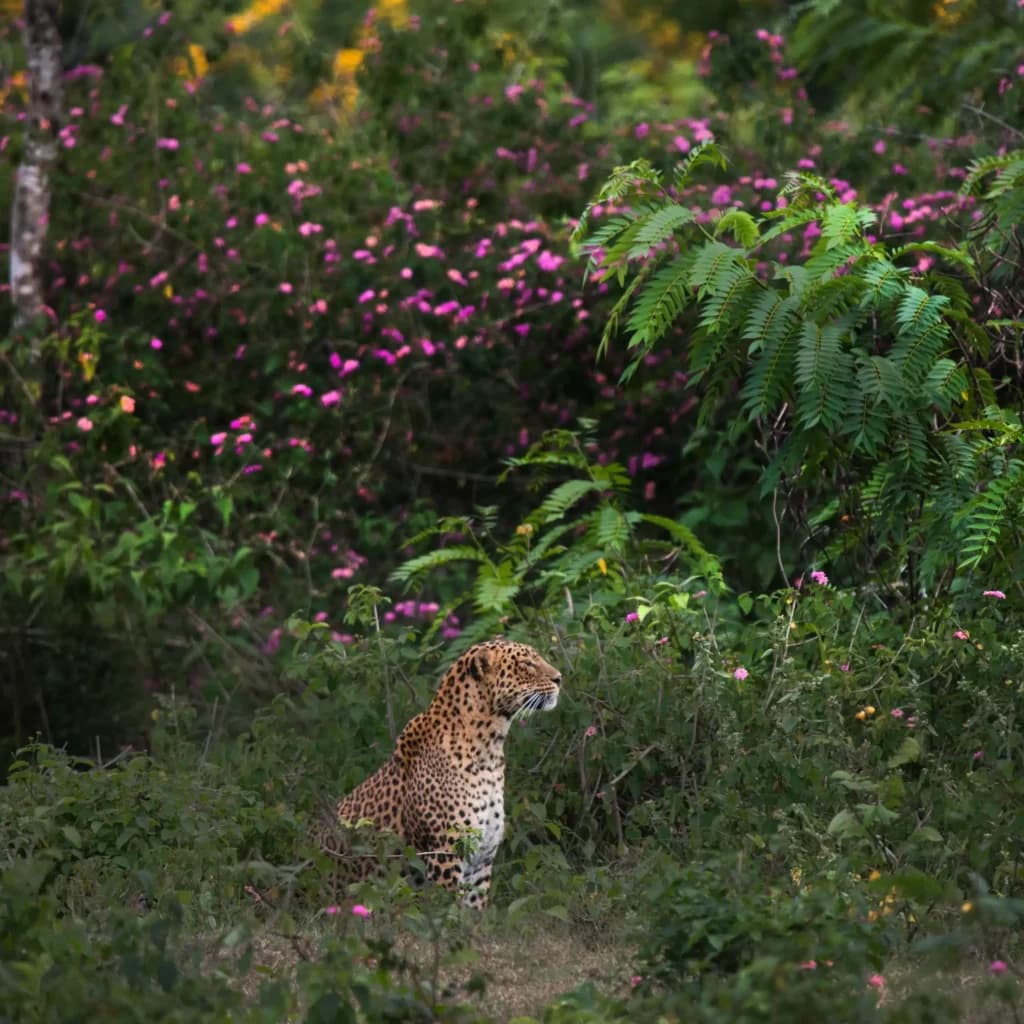 Realm of the Black Panther expedition, photo 1