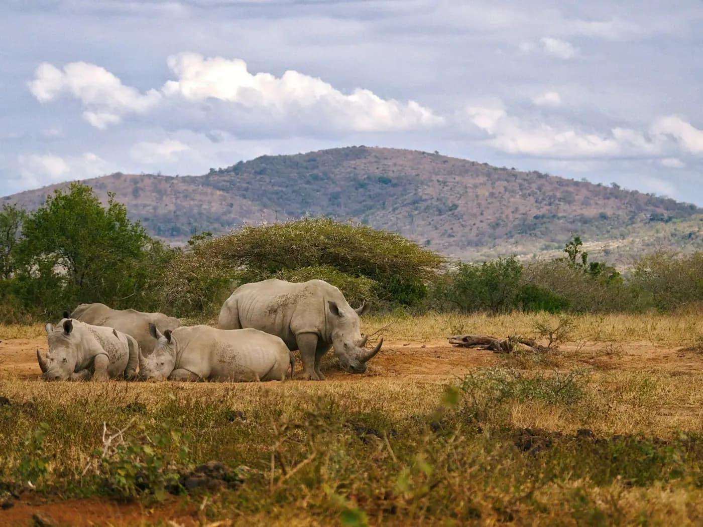 The Last Rhino Kingdom