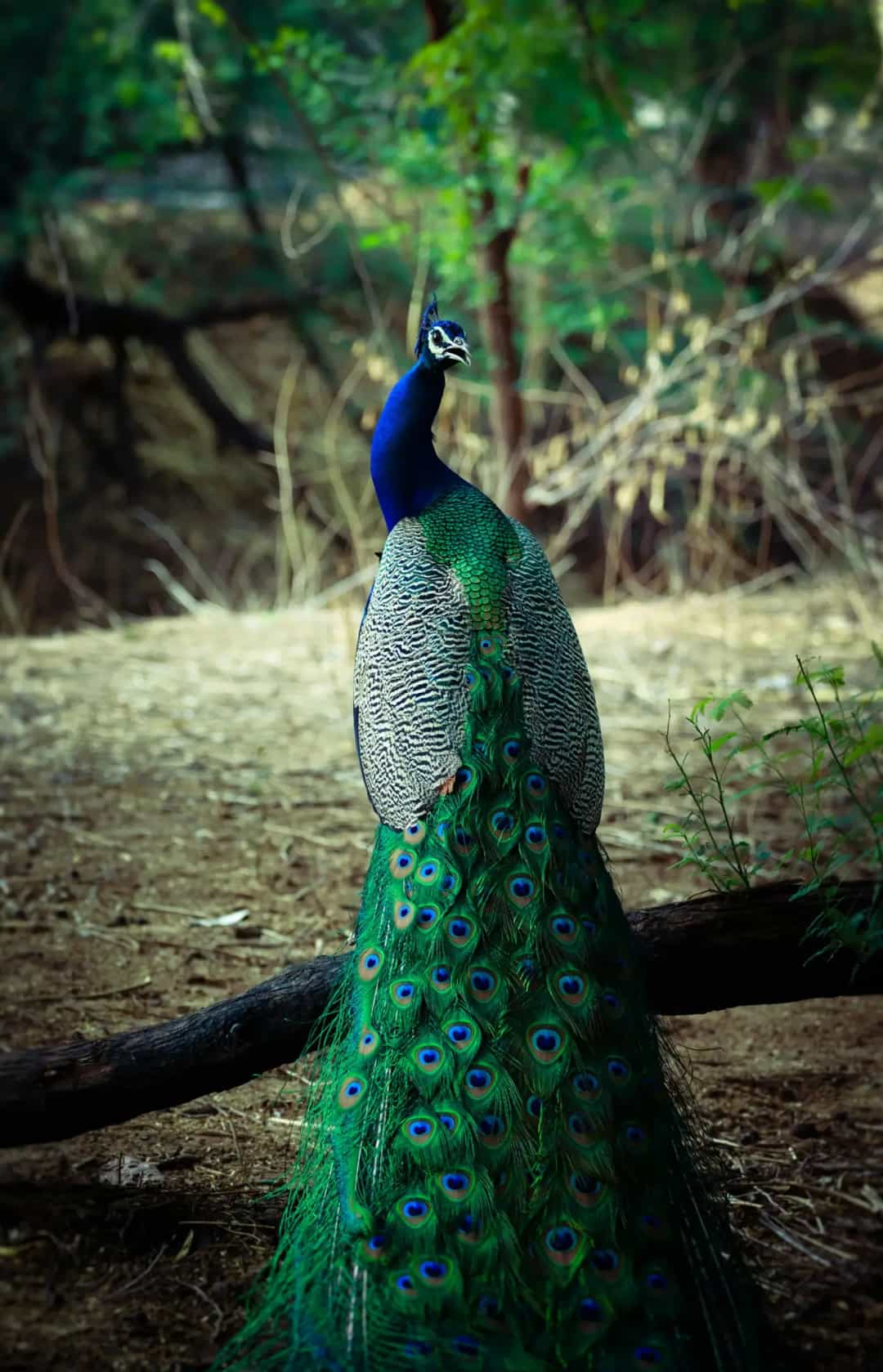 Indian peafowl displaying its feathers in a forest