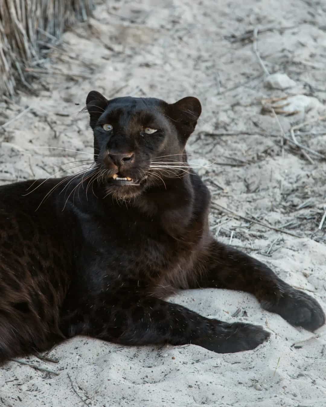 Realm of the Black Panther