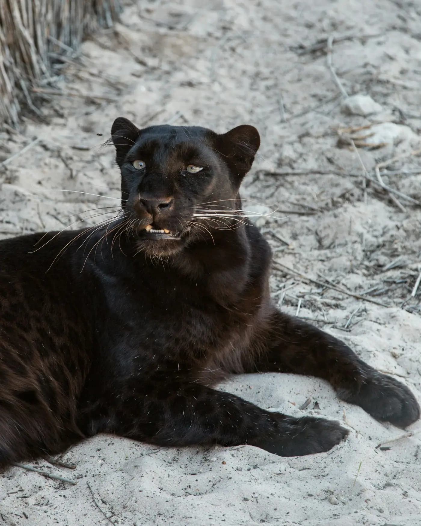 Realm of the Black Panther