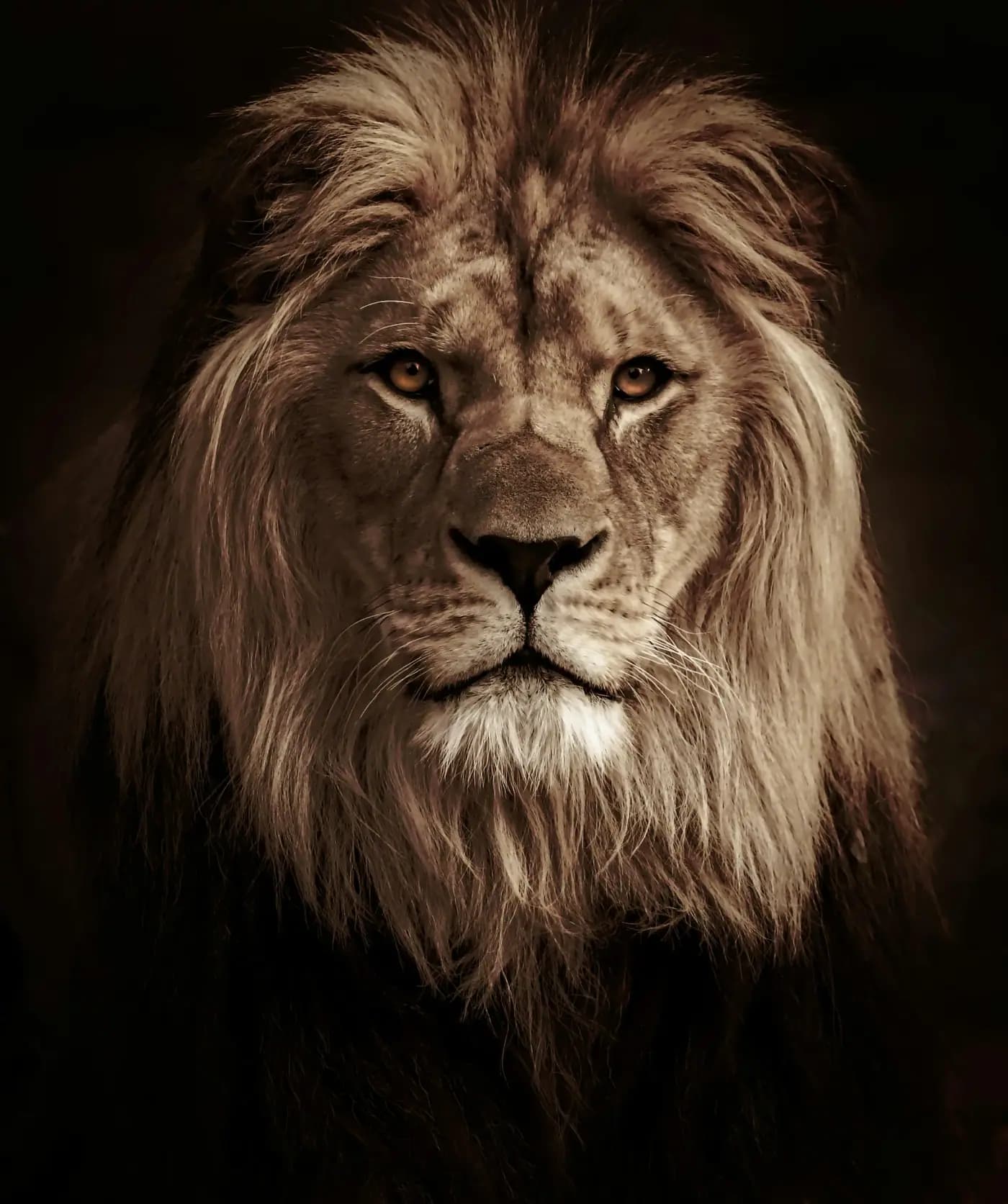 Land of the Last Lions