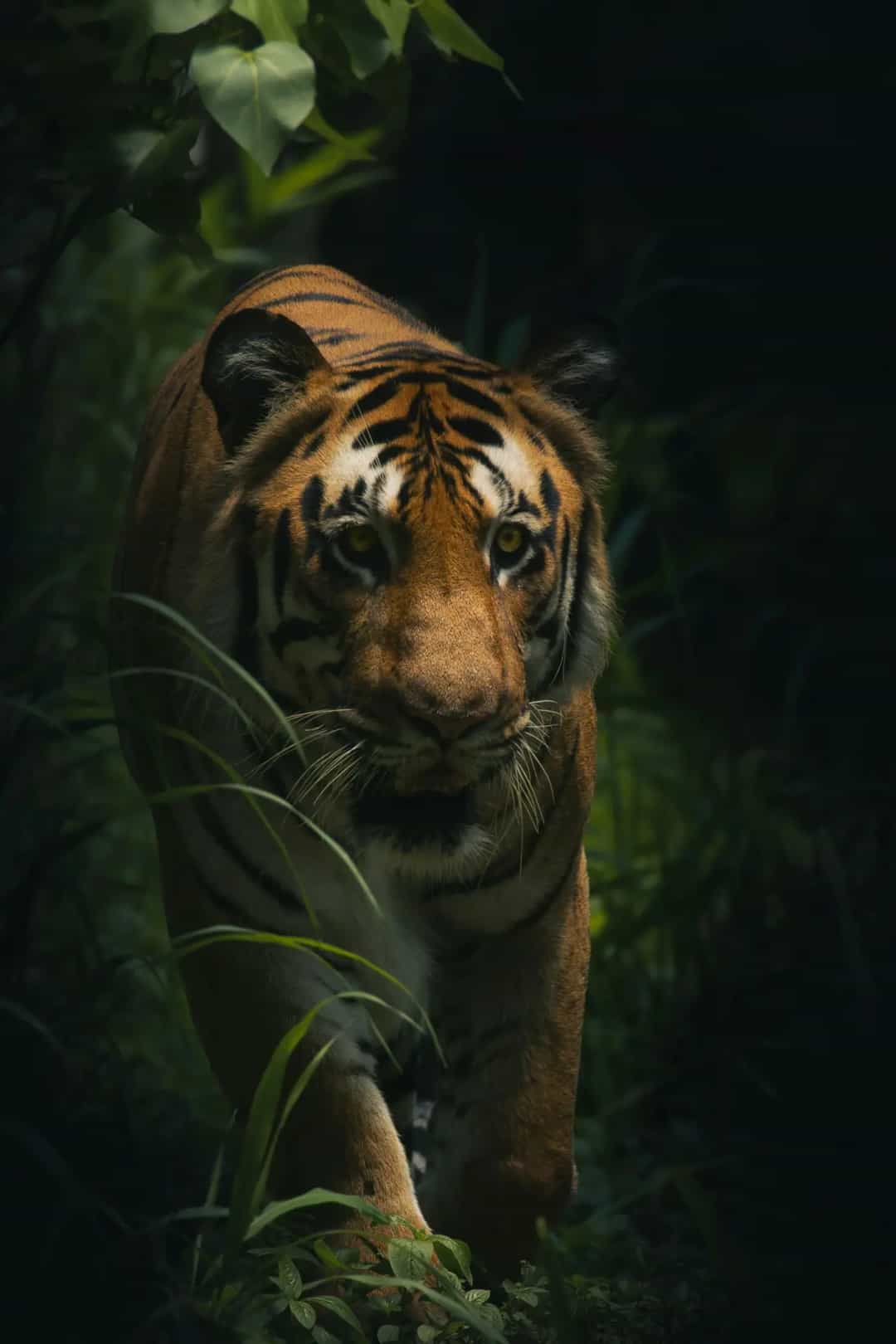 Tiger walking through dark forest in an Indian tiger reserve