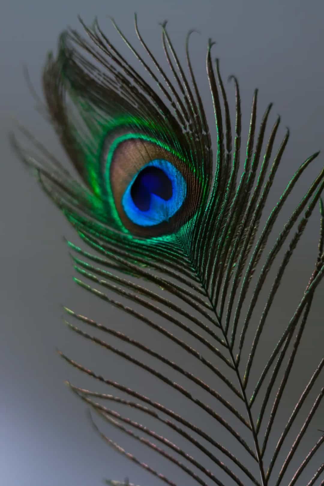 Close-up of a peacock feather