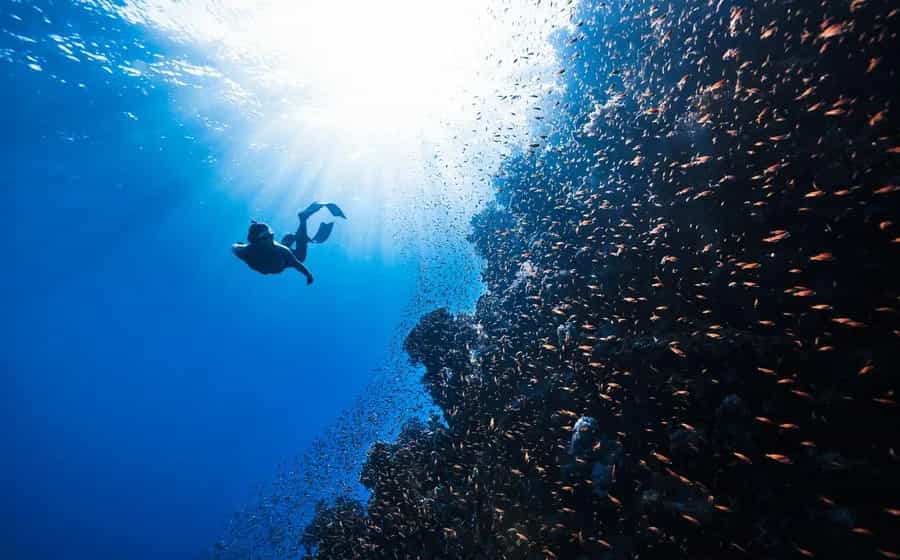 Marine Kingdom — The Grand Indian Blue