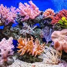 Coral Reefs