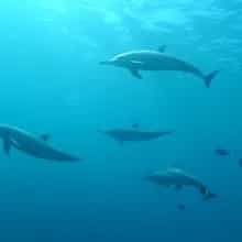 Dolphins