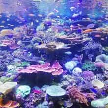 Reef Fish