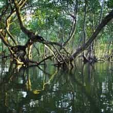 Coastal Ecosystems