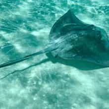 Sharks & Rays
