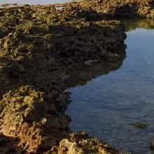 Intertidal Life