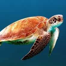 Turtles