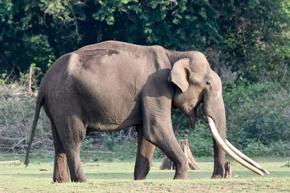 Tusker elephant in Nagarhole National Park