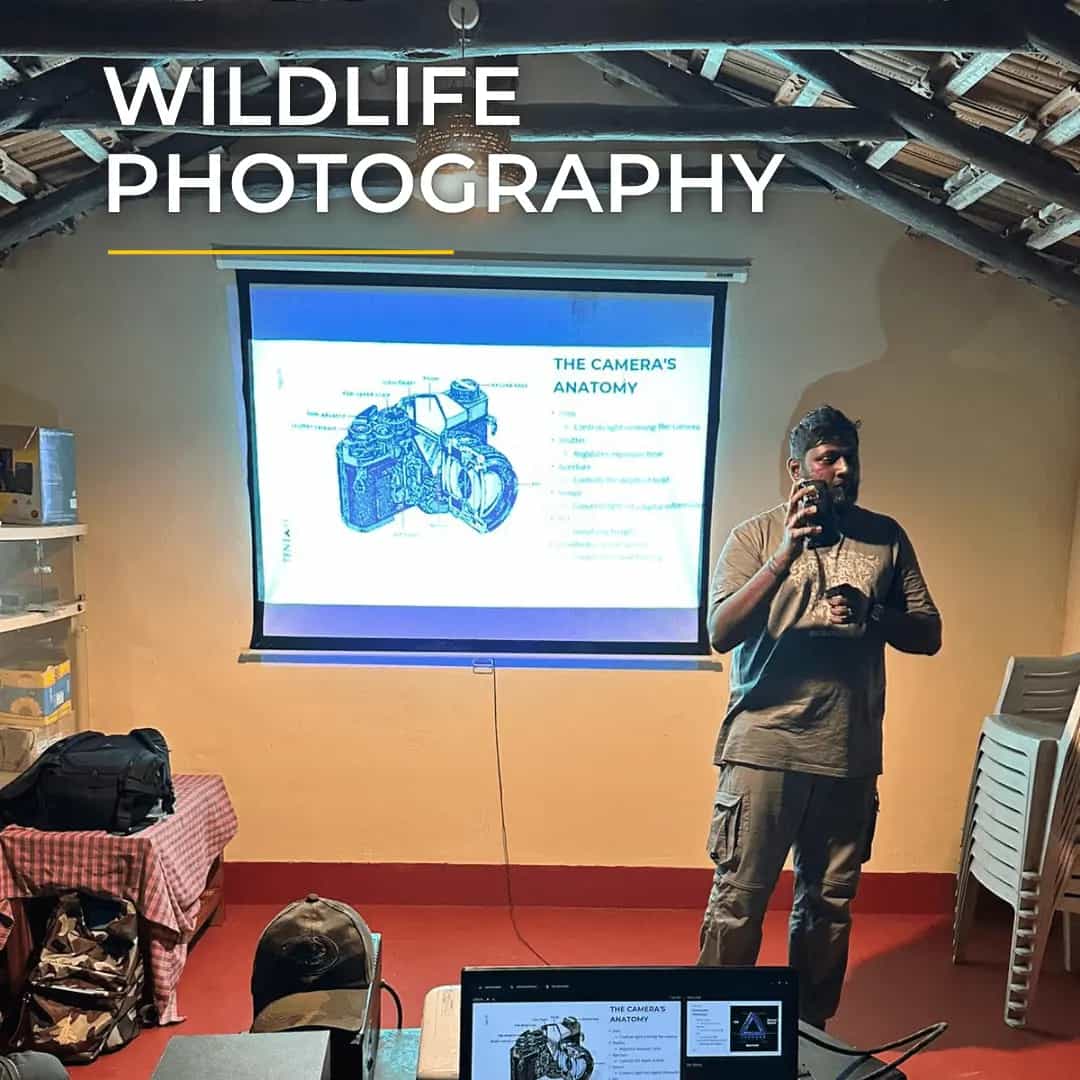 Wildlife Photography