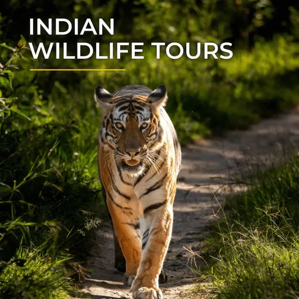 Indian Wildlife Tours