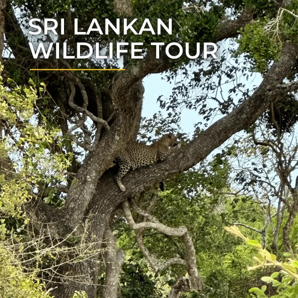 Sri Lankan wildlife tour