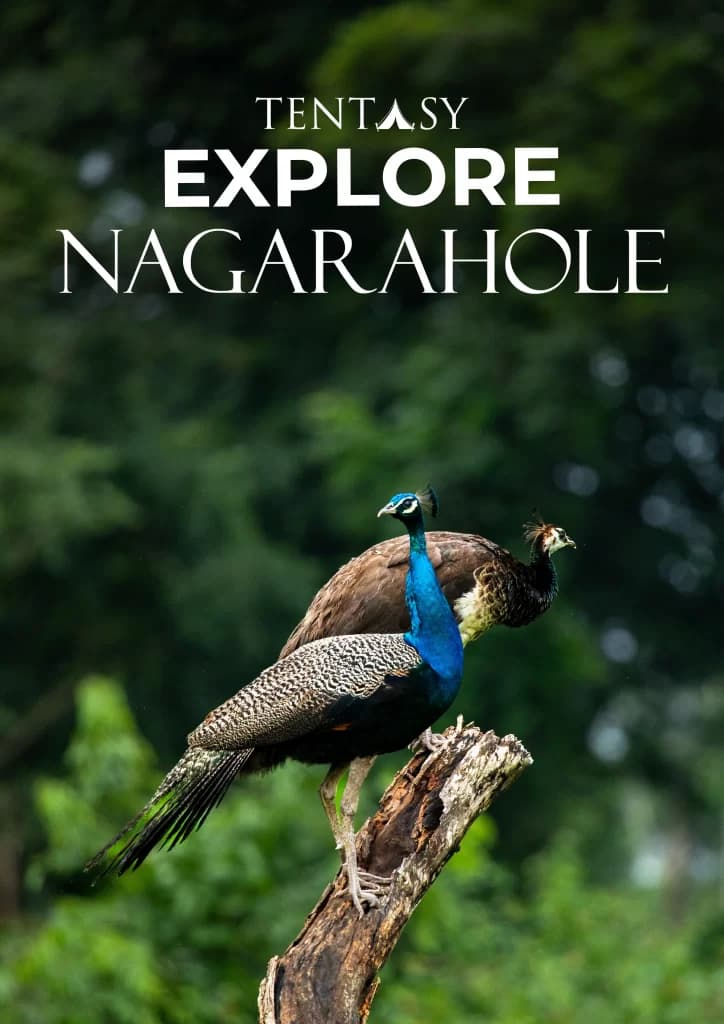 Tentasy Explore Nagarahole brochure cover for the Nagarhole safari trip