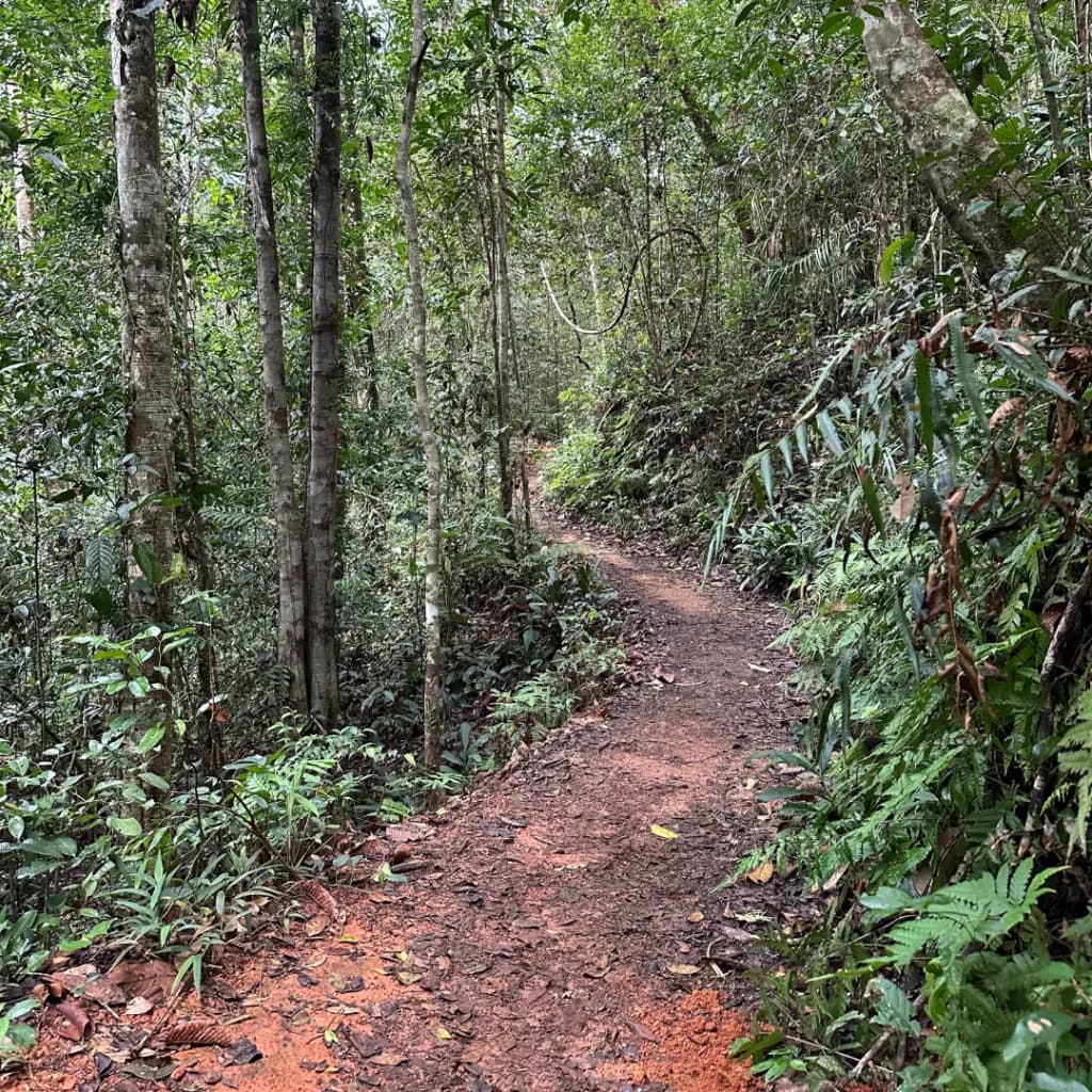 Off-beat forest trail