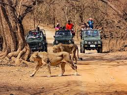 Land of the Last Lions